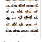 VERSELE-LAGA POSTER ANATRE 1 68X98