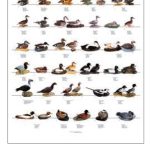 VERSELE-LAGA POSTER ANATRE 2 68X98