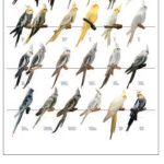 VERSELE-LAGA POSTER CALOPSITTE 68X98