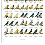 VERSELE-LAGA POSTER DIAMANTI DI GOULD 68X98