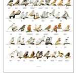 VERSELE-LAGA POSTER DIAMANTI DI GOULD 68X98