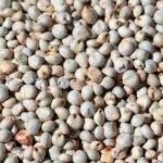 ORNITALIA DARI BIANCO - SORGO BIANCO 5KG