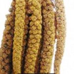 VERSELE-LAGA PANICO GRAPPOLI GIALLO FRANCESE 1KG