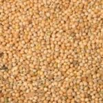 VERSELE-LAGA MIGLIO BIANCO 1KG