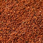 VERSELE-LAGA MIGLIO ROSSO 1KG