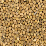 VERSELE-LAGA PANICO GIALLO 25KG
