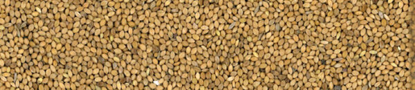 VERSELE-LAGA PANICO GIALLO 25KG