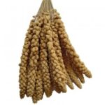 RAGGIO DI SOLE SPIGA DI PANICO TOSCANA 25KG