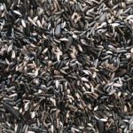 ORNITALIA MISCELA GREG GERMINABILE CARDELLINI, FANELLI, NEGRITI E TRISTIS 5KG