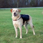 TRIXIE ZAINO PER CANI TG.XL 31x17CM COLORE NERO