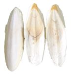 RAGGIO DI SOLE OSSO DI SEPPIA 2KG (DIMENSIONE 9/11)