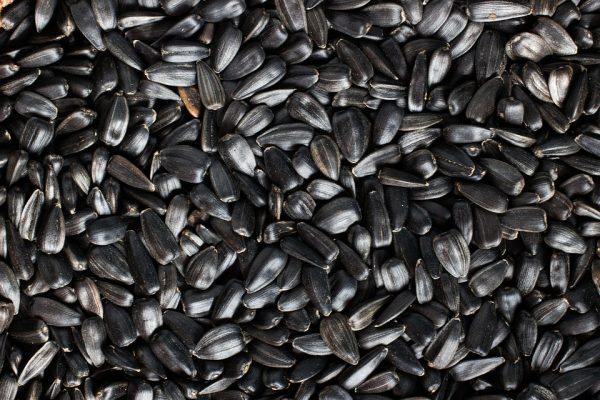 GARVO GIRASOLE NERO 12,5KG