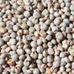 ORNITALIA DARI BIANCO - SORGO BIANCO 5KG