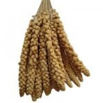 RAGGIO DI SOLE SPIGA DI PANICO TOSCANA 1KG