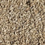 GARVO GIRASOLE PELATO 1KG