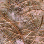SISAL FIBRE COCCO-SISAL-JUTA COTONE 50GR
