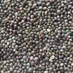 RAGGIO DI SOLE CANAPUCCIA 1KG