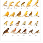 VERSELE-LAGA POSTER CANARINI ARRICCIATI 68X98