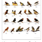 VERSELE-LAGA POSTER DIAMANTI AUSTRALIANI 48X68