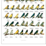 VERSELE-LAGA POSTER DIAMANTI DI GOULD 68X98