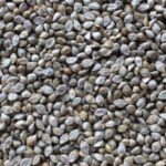 VERSELE-LAGA MIGLIO GIAPPONESE 1KG