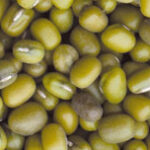 CEREAL FARINE KATIANG JODE (AZUKI) MASSIMA GERMIN. 25KG