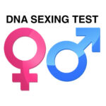 SESSAGGIO PER DNA DA 10 A 24 CAMPIONI (PREZZO PER UN SESSAGGIO)