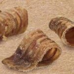 WILD BITE GIRELLI DI BOVINO100G