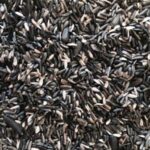 ORNITALIA MISCELA GREG GERMINABILE CARDELLINI, FANELLI, NEGRITI E TRISTIS 5KG